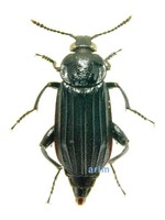 수중다리송장벌레 - Necrodes nigricornis