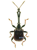 Paracycnotrachelus longiceps - 왕거위벌레