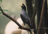 Chinese Jungle Mynah