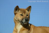 New Guinea Singing Dog, Canis lupus hallstromi