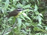 Lesser kiskadee