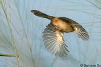 Plain Prinia showing flight feather