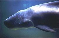 Pygmy Sperm Whale