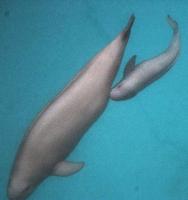 a baby Finless Porpoise (Neophocaena phocaenoides) and its mother