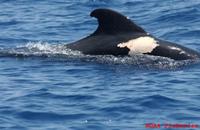 White scar on pilot whale