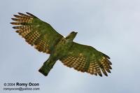 Oriental Honeybuzzard