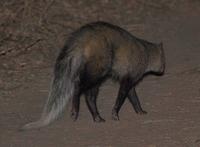 Photo of a white tailed mongoose