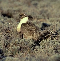 Gunnison sage-grouse in the Gunnison Basin