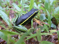 : Ameerega trivittata