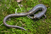 : Batrachoseps stebbinsi; Tehachapi Slender Salamander