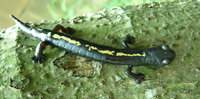 : Bolitoglossa mulleri