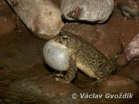 : Bufo mauritanicus