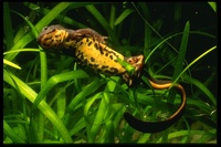 : Cynops ensicauda ensicauda