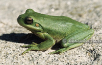 : Hypsiboas pulchellus cordobae