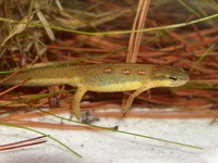 : Notophthalmus viridescens dorsalis; Broken-striped Newt