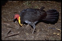 : Alectura lathami; Australian Brush Turkey