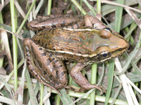 : Rana forreri; Forrer's Grass Frog