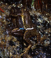 : Rana muscosa; Mountain Yellow-legged Frog