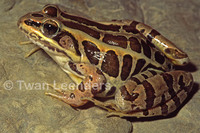 : Rana palustris; Pickerel Frog