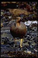 : Chloephaga picta leucoptera; Upland Goose