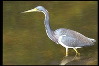 : Egretta tricolor; Tricolored Heron