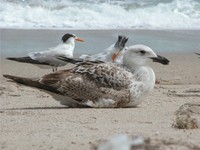 : Larus marinus; Great Black-backed Gull;