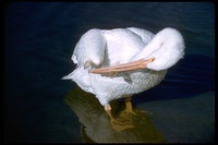 : Pelecanus erythrorhynchos; American White Pelican