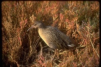 : Rallus longirostris obsoletus; California Clapper Rail