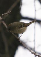 : Regulus calendula; Ruby-crowned Kinglet