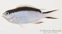 : Pomachromis fuscidorsalis