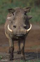 : Phacochoerus aethiopicus; Warthog