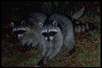 : Procyon lotor; Raccoon