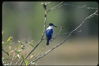 : Todirhamphus macleayii; Forest Kingfisher