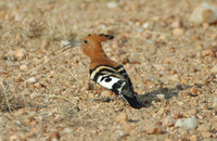 : Upupa africana; African Hoopoe