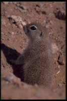 : Spermophilus tereticaudus; Round-tailed Ground Squirrel