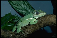 : Anolis equestris; Knight Anole