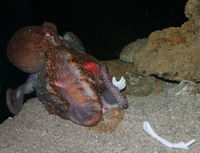 : Enteroctopus dofleini; Giant Pacifc Octopus