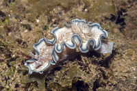 : Glossodoris hikuerensis