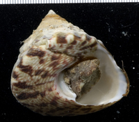 : Tectus niloticus