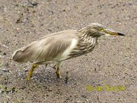 Photo of volavka hnědohřbetá Ardeola grayii Indian Pond Heron Paddyreiher