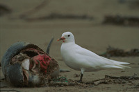 Ivory Gull