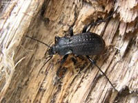 Guldpletløber (Carabus hortensis)  Foto/billede af