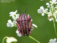 Stribetæge (Graphosoma lineatum)  Foto/billede af