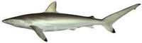 Spot-tail Shark - Carcharhinus sorrah