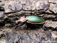 Carabus lineatus lateralis