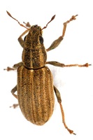 Sitona lineatus