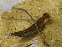 Dytiscus marginalis - Great Diving Beetle