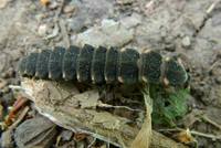 Lampyris noctiluca - Glow Worm