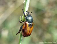 Anisoplia austriaca