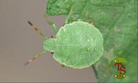 Palomena prasina - Green Shield Bug